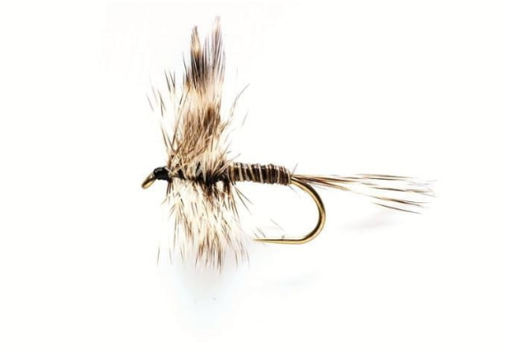 Mosquito